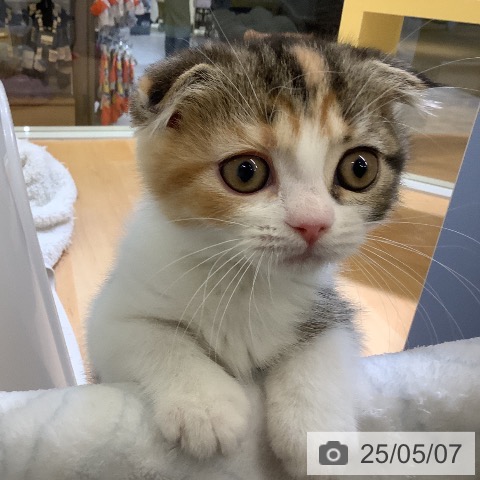 スコティッシュフォールドの写真