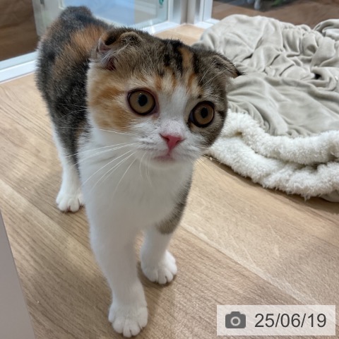 スコティッシュフォールドの写真