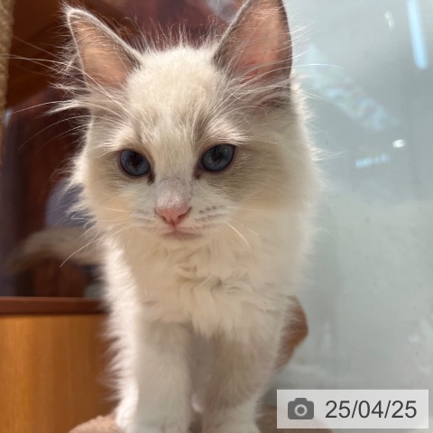 ラグドールの写真