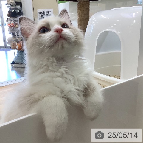 ラグドールの写真