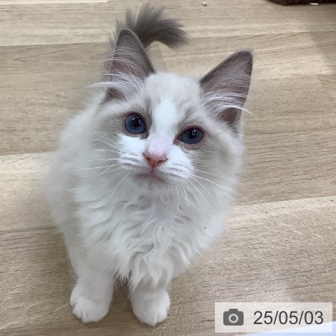 ラグドールの写真