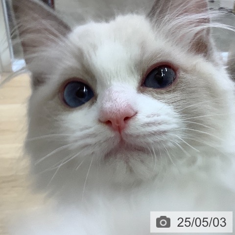 ラグドールの写真