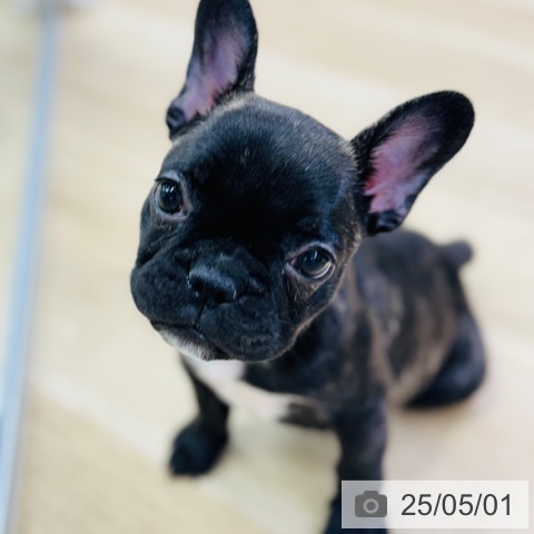 フレンチ・ブルドッグの写真