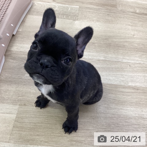 フレンチ・ブルドッグの写真