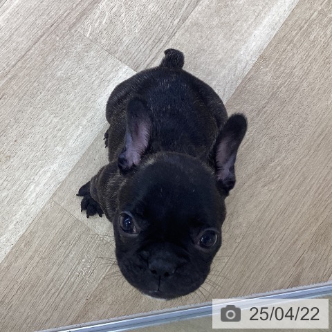 フレンチ・ブルドッグの写真