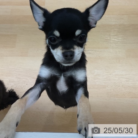 チワワの写真