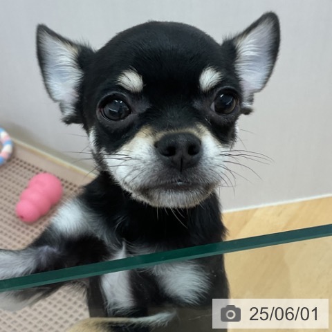 チワワの写真
