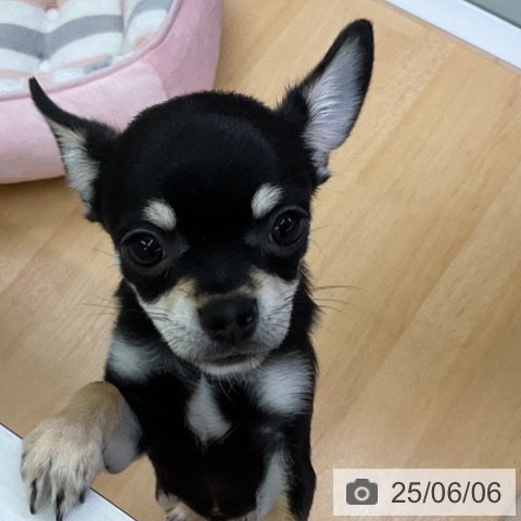チワワの写真