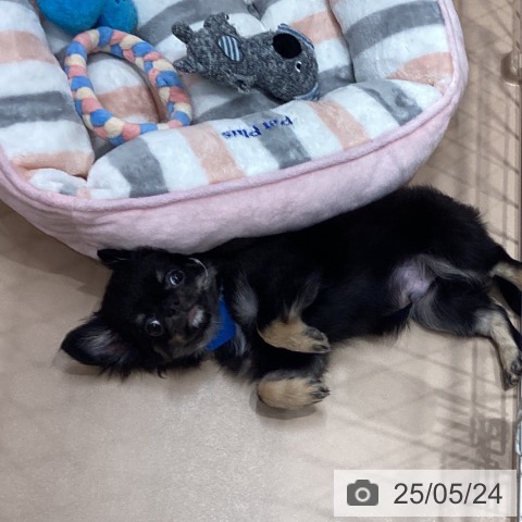 チワワの写真