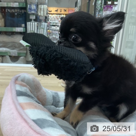 チワワの写真