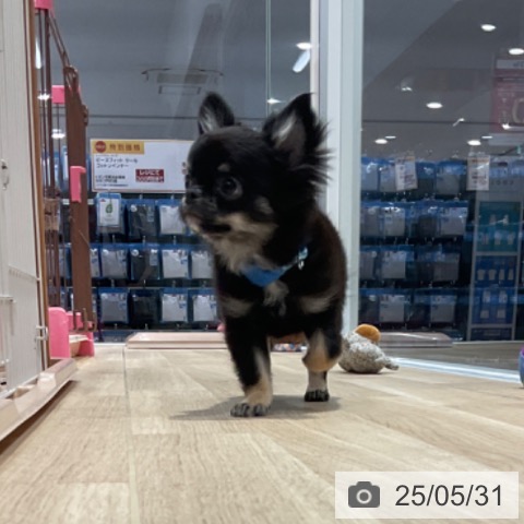 チワワの写真