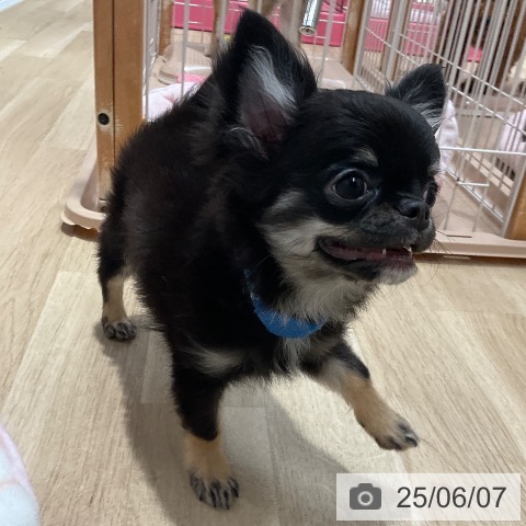 チワワの写真
