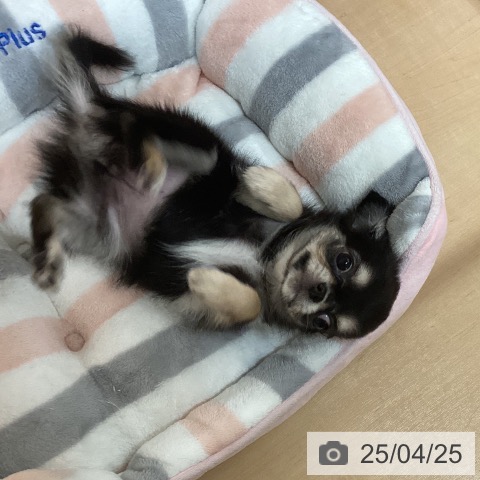 チワワの写真