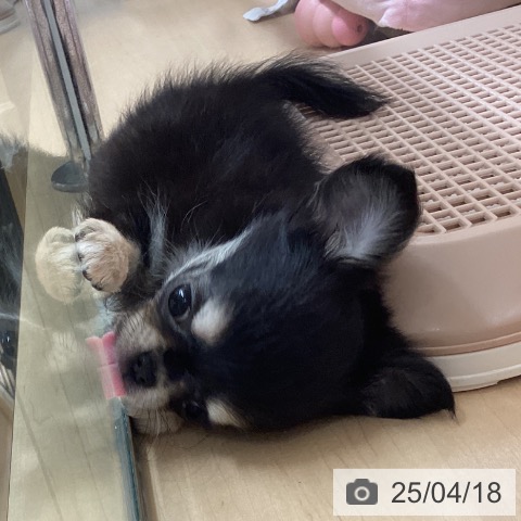 チワワの写真