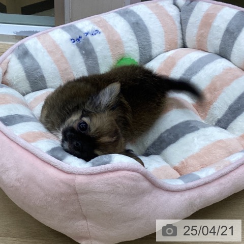 チワワの写真
