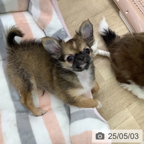 チワワの写真