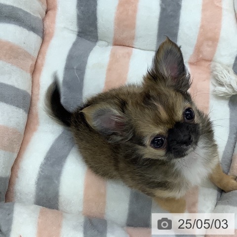 チワワの写真