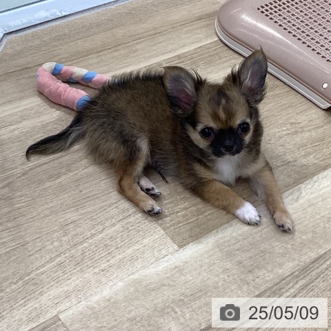 チワワの写真