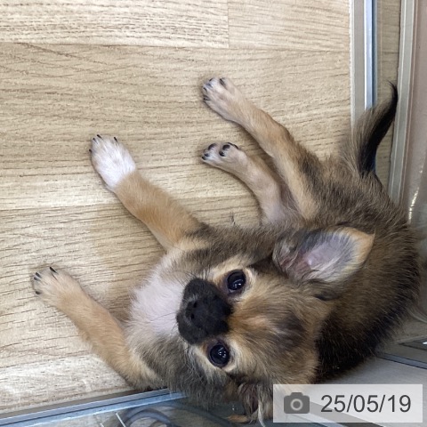 チワワの写真
