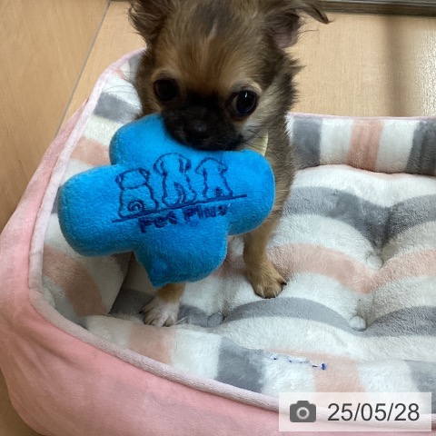 チワワの写真