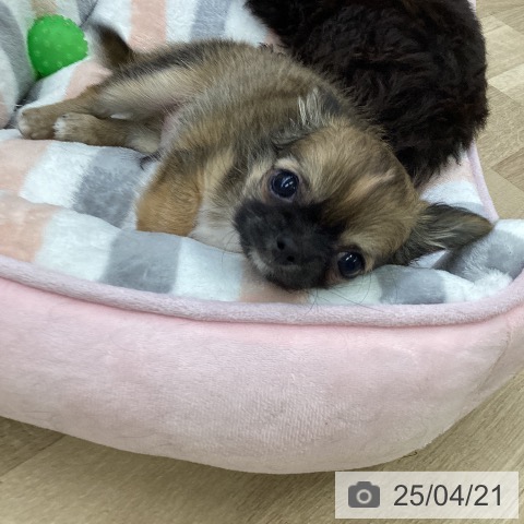 チワワの写真