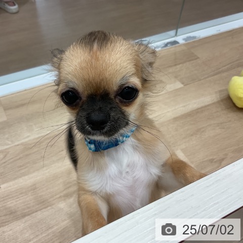 チワワの写真