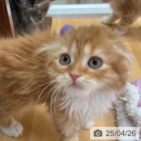 スコティッシュフォールドの写真