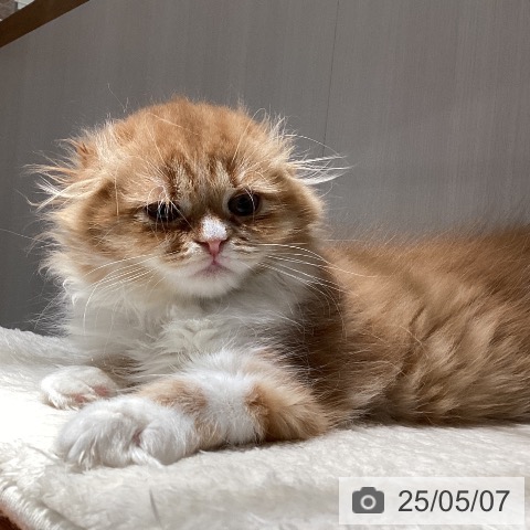 スコティッシュフォールドの写真