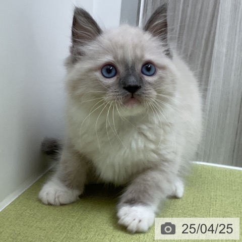 ラグドールの写真
