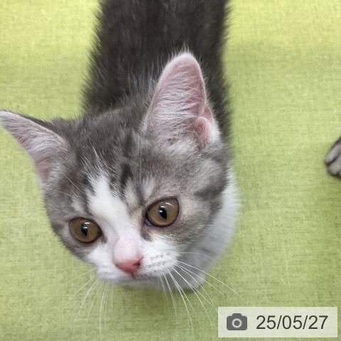スコティッシュフォールドの写真
