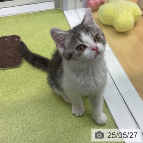 スコティッシュフォールドの写真