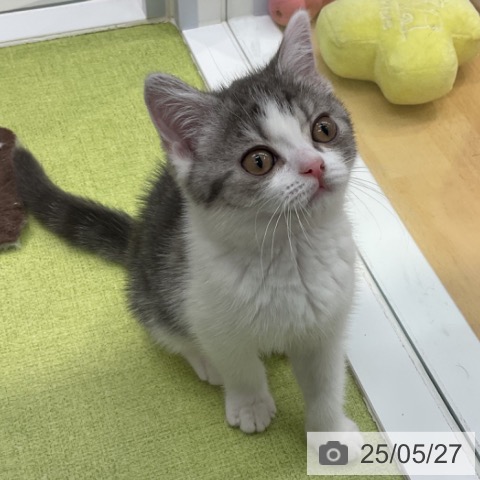 スコティッシュフォールドの写真