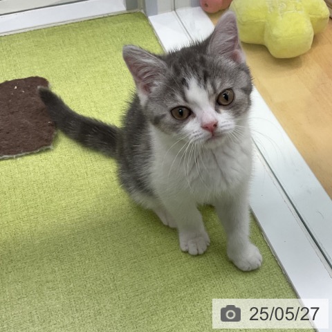 スコティッシュフォールドの写真