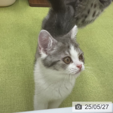スコティッシュフォールドの写真