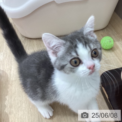 スコティッシュフォールドの写真