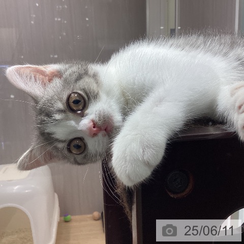 スコティッシュフォールドの写真