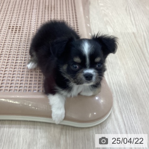 チワワの写真