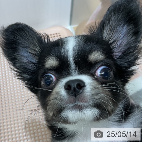 チワワの写真