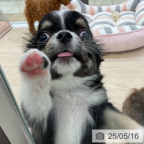 チワワの写真