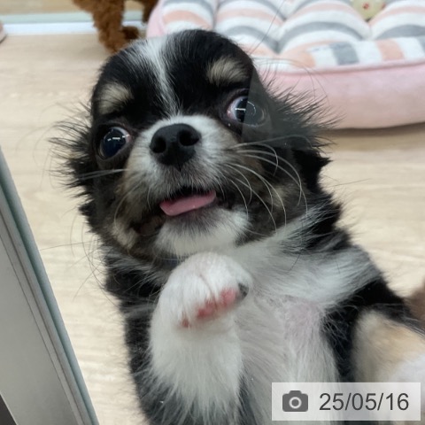 チワワの写真