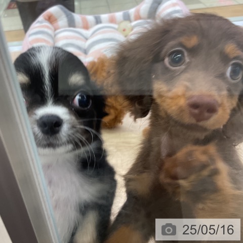 チワワの写真