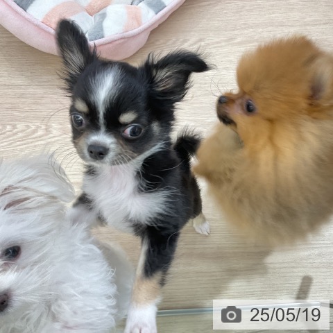 チワワの写真
