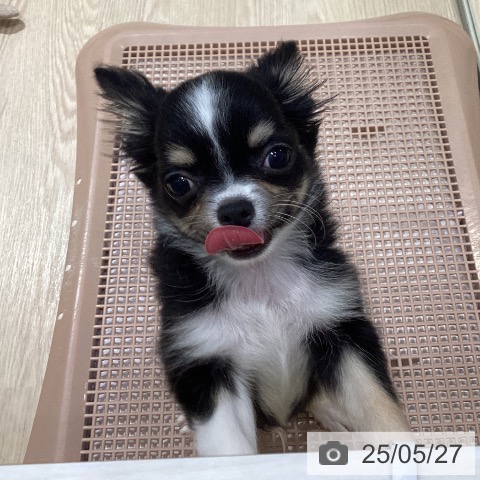 チワワの写真
