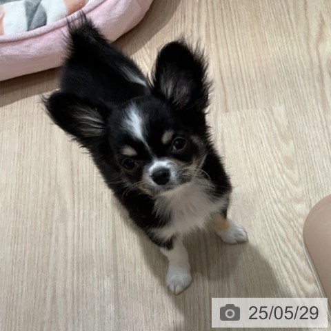 チワワの写真
