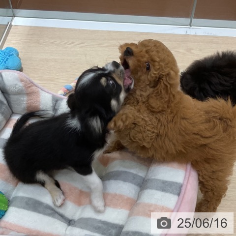 チワワの写真
