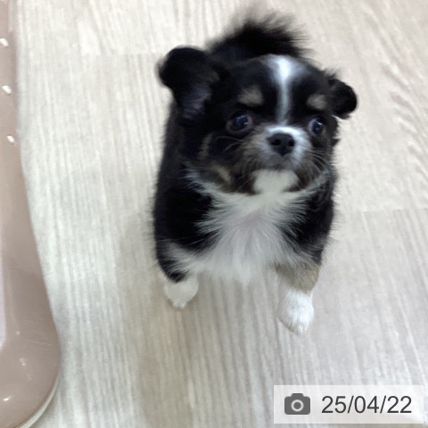 チワワの写真