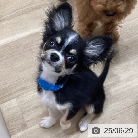 チワワの写真
