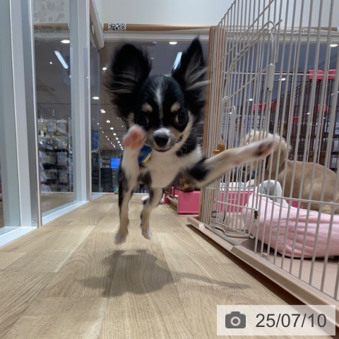 チワワの写真