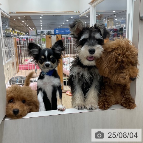 チワワの写真