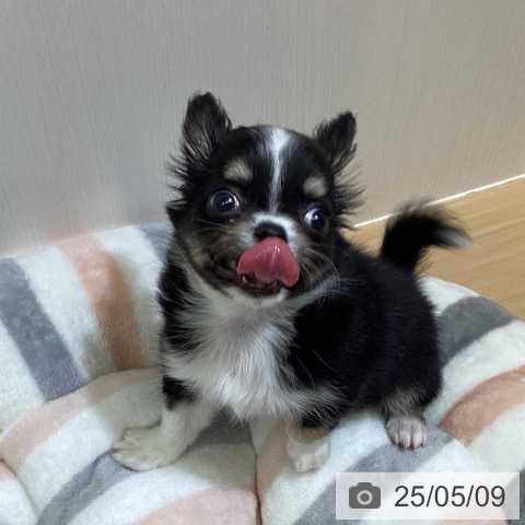 チワワの写真